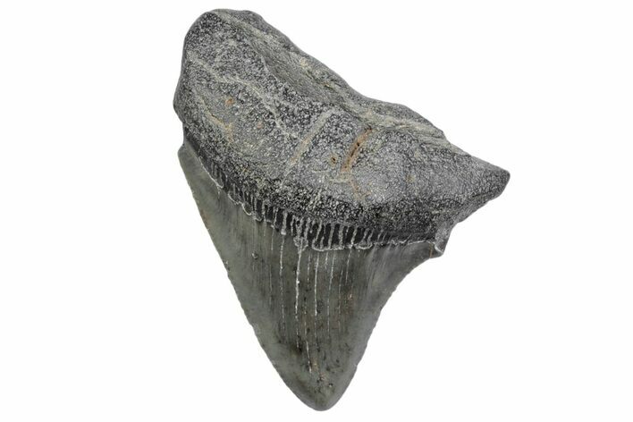 Serrated, Juvenile Megalodon Tooth - South Carolina #370188